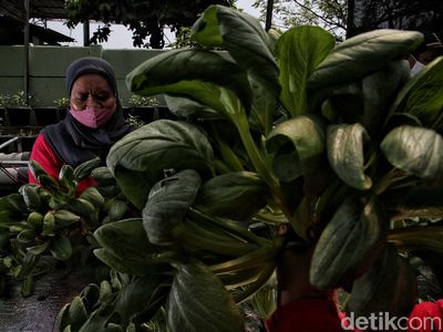 Seru Banget! Kelompok Tani di Sunter Panen Sawi Organik