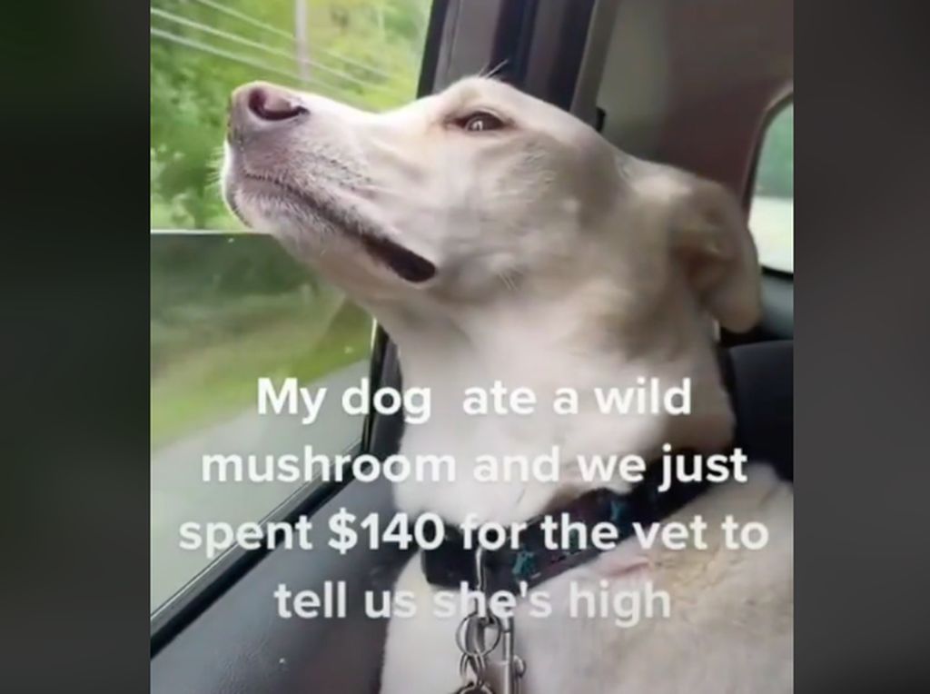 Viral di TikTok, Anjing Teler Makan Jamur Ajaib