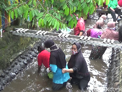 Jatuh Bangun Emak-emak di Lumajang Berebutan Tangkap Ikan di Sungai