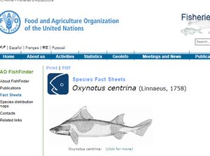 Viral Hiu Mirip Babi, Begini Penjelasan Ilmiahnya