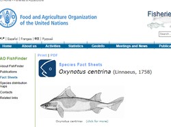 Viral Hiu Mirip Babi, Begini Penjelasan Ilmiahnya