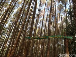 Resmi Gantikan Watu Lumbung, Pinus Sari Mangunan Mulai Uji Coba Buka Senin