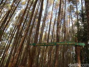 Resmi Gantikan Watu Lumbung, Pinus Sari Mangunan Mulai Uji Coba Buka Senin Resmi Gantikan Watu Lumbung, Pinus Sari Mangunan Mulai Uji Coba Buka Senin