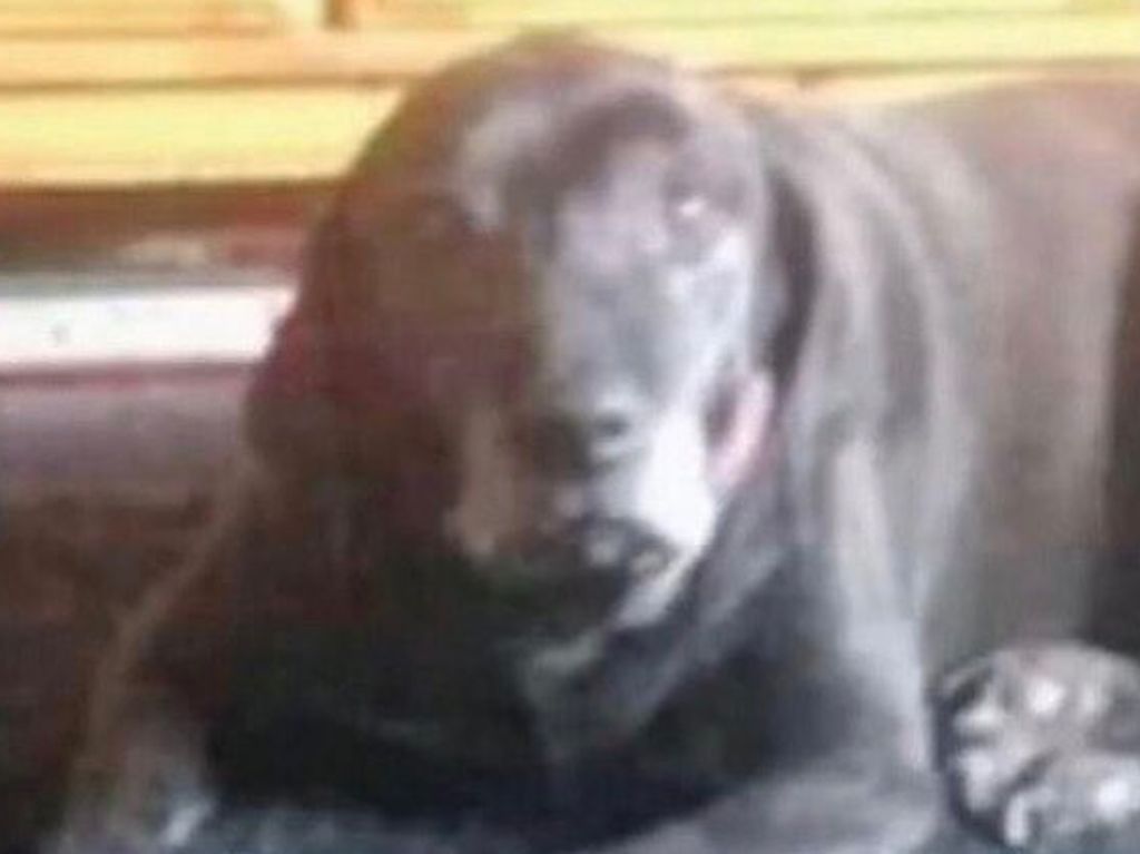 Seekor Anjing atau Badut Menyeramkan? Bisakah Kamu Melihat Ilusi Optik Ini Seekor Anjing atau Badut Menyeramkan? Bisakah Kamu Melihat Ilusi Optik Ini