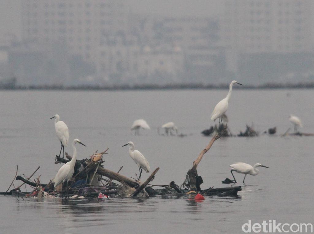 Penampakan Ribuan Bangau Mati akibat Flu Burung di Israel Penampakan Ribuan Bangau Mati akibat Flu Burung di Israel