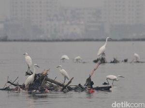 Penampakan Ribuan Bangau Mati akibat Flu Burung di Israel Penampakan Ribuan Bangau Mati akibat Flu Burung di Israel