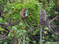 Sejarah dan Tema Hari Satwa Liar Sedunia 3 Maret 2023