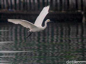 Memotret Aktivitas Para Satwa di Pesisir Jakarta