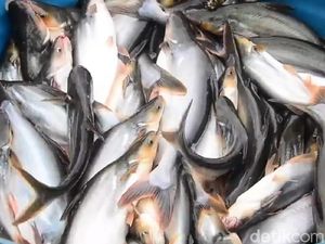 Konsumsi 7 Ikan Ini Bagus untuk Kecerdasan Otak Anak, Ada yang Murah Lho! Konsumsi 7 Ikan Ini Bagus untuk Kecerdasan Otak Anak, Ada yang Murah Lho!