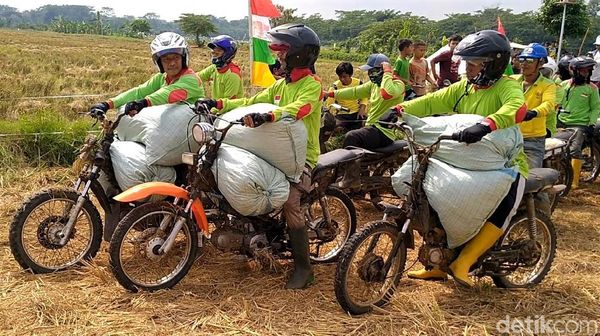 Meriahnya Lomba Balap Motor Gabah Usai Panen Raya Padi di Batang