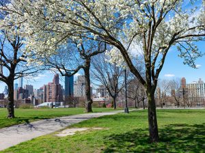 Kisah Saksi Bisu Terakhir World Trade Center, Pohon Callery Kisah Saksi Bisu Terakhir World Trade Center, Pohon Callery