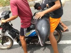 Video Heboh Lumba-lumba Dibonceng Naik Motor di Bima, Ternyata... Video Heboh Lumba-lumba Dibonceng Naik Motor di Bima, Ternyata...