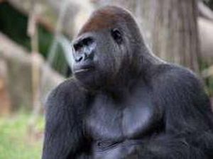 Mengapa Gorila Suka Memukul Dada? Ternyata Ini Alasannya