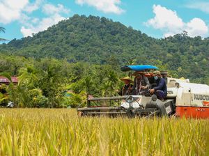 Mentan Dorong Optimalisasi Panen Padi Varietas Unggul di Mempawah