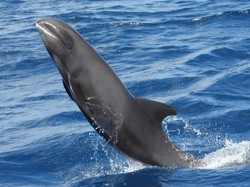 Serba-serbi Paus Kepala Melon yang Tragis Dikonsumsi Warga Bima