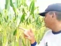 Kebangetan! Jagung Hampir Panen di Lahan 700 M² Ludes Digondol Pencuri