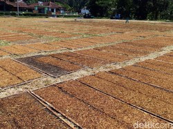 Pemerintah Mau Umumkan Tarif Cukai Rokok 2022, Ini Kata Pelaku Industri