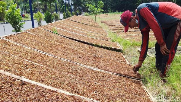 Petani Tembakau Lereng Merapi-Merbabu Turun Gunung Mengejar Matahari