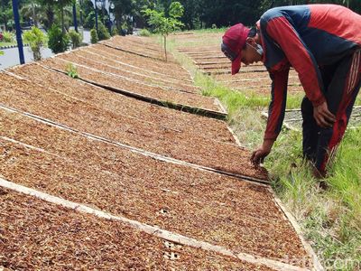 Petani Tembakau Lereng Merapi-Merbabu Turun Gunung Mengejar Matahari