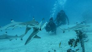 Jelajah Perairan Morotai Bersama Kawanan Hiu