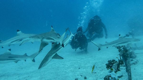 Jelajah Perairan Morotai Bersama Kawanan Hiu