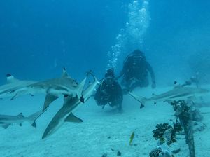 Jelajah Perairan Morotai Bersama Kawanan Hiu