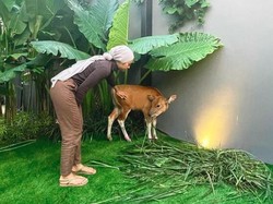 Anti Mainstream! Ditto Beri Kado Anak Sapi di Ultah Ayudia Bing Slamet