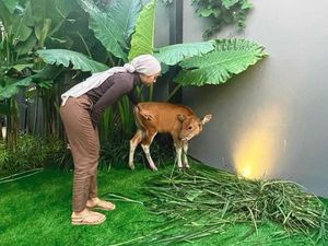 Anti Mainstream! Ditto Beri Kado Anak Sapi di Ultah Ayudia Bing Slamet Anti Mainstream! Ditto Beri Kado Anak Sapi di Ultah Ayudia Bing Slamet