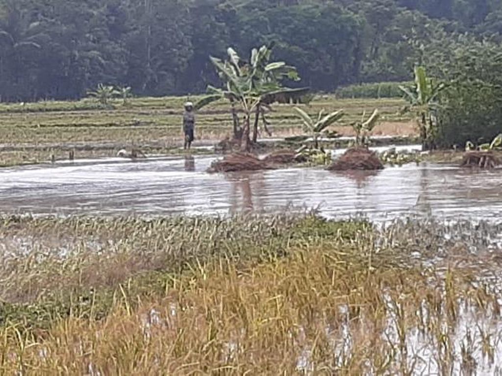 Banjir Rangkasbitung Tewaskan Petani Saat Akan Selamatkan Gabah Miliknya