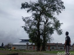 Fenomena Burung Pipit Mati di Bali-Cirebon, Ini Fakta-fakta Barunya