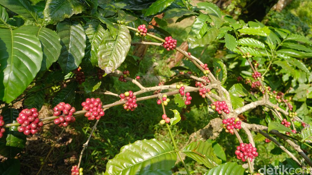 Program konservasi di Hutan Petungkriyono di Pekalongan, Jawa Tengah ini berhasil mengubah para pembalak hutan dan pemburu liar jadi petani kopi Owa. Seperti apa kiprahnya?