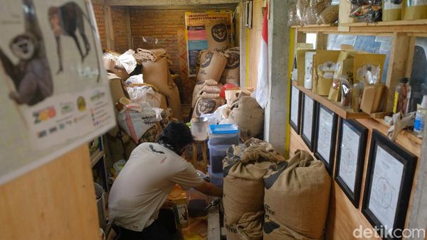 Konservasi Hutan Petungkriyono dengan Kopi Owa