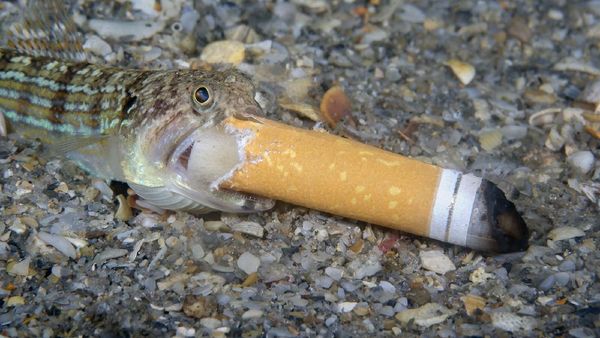 Karya Finalis Ocean Photography Awards 2021 Bikin Merinding