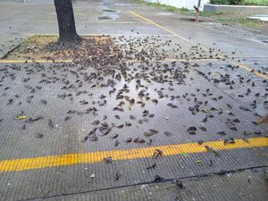 Heboh Burung Berjatuhan Massal di Balai Kota Cirebon