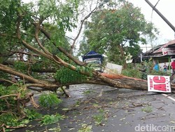 6 Pohon Tumbang Tutup Akses Jalan Nasional Tulungagung-Kediri