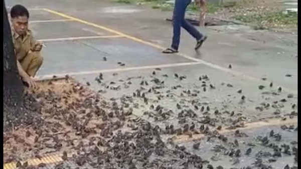 Rombongan burung pipit berjatuhan dan mati massal di Balai Kota Cirebon, Jawa Barat. Begini potretnya.