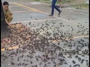 Jabar Hari Ini: Burung Pipit Berjatuhan-Bareskrim Selidiki Pembunuhan di Subang Jabar Hari Ini: Burung Pipit Berjatuhan-Bareskrim Selidiki Pembunuhan di Subang