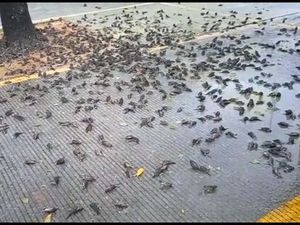 Misteri Burung Mati Massal di Bali-Cirebon, LIPI: Mungkin Akibat Perubahan Iklim Misteri Burung Mati Massal di Bali-Cirebon, LIPI: Mungkin Akibat Perubahan Iklim