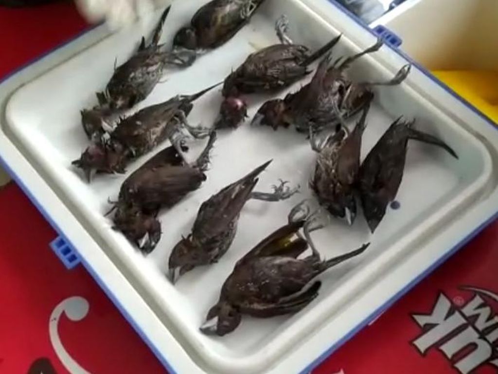 Ini Hasil Uji Lab Burung Pipit yang Mati Massal di Balkot Cirebon