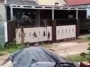 Viral Gerombolan Monyet Masuk Permukiman Warga di Kalsel