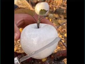 Setelah Apel Mutiara, Kini Ada Apel Putri Salju yang Mirip Es Batu