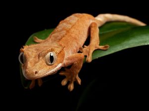 Lirik dan Arti Lagu Tokecang, Ternyata Ada Pesan Moralnya Lirik dan Arti Lagu Tokecang, Ternyata Ada Pesan Moralnya