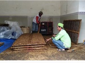 Rencana Revisi Aturan Tembakau Disorot, Kenapa?