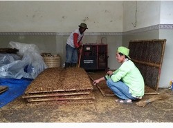 Rencana Revisi Aturan Tembakau Disorot, Kenapa?