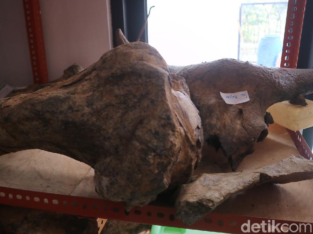 Fosil Gajah Stegodon-Kepala Banteng Kudus Diusulkan ke Registrasi Nasional