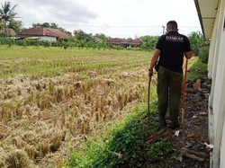 Warga Khawatir Karena King Kobra 2 Meter di Banyuwangi Masih Berkeliaran