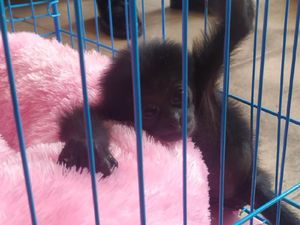 Diserahkan ke BKSDA, Ini Penampakan Bayi Owa Siamang Peliharaan Bupati Badung