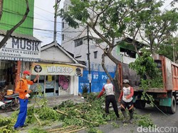 Antisipasi Pohon Tumbang Saat Hujan Deras, Perantingan Digencarkan di Surabaya