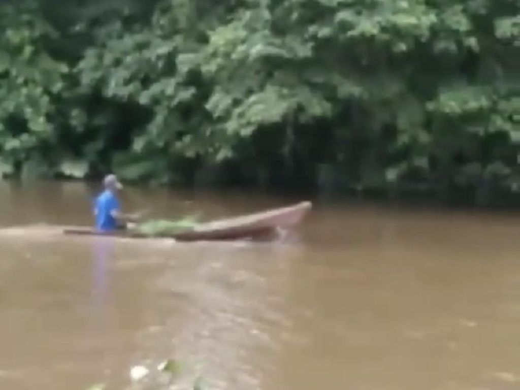 Viral Video Warga Aniaya Rusa di Sumbar, BKSDA Turun Tangan Viral Video Warga Aniaya Rusa di Sumbar, BKSDA Turun Tangan