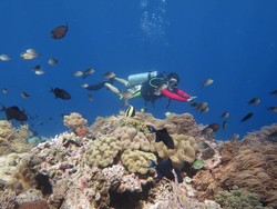 Kisah Pelaku Wisata di Wakatobi & Tanjung Puting Bertahan Saat Pandemi